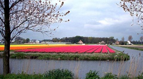 Flowers on the canal